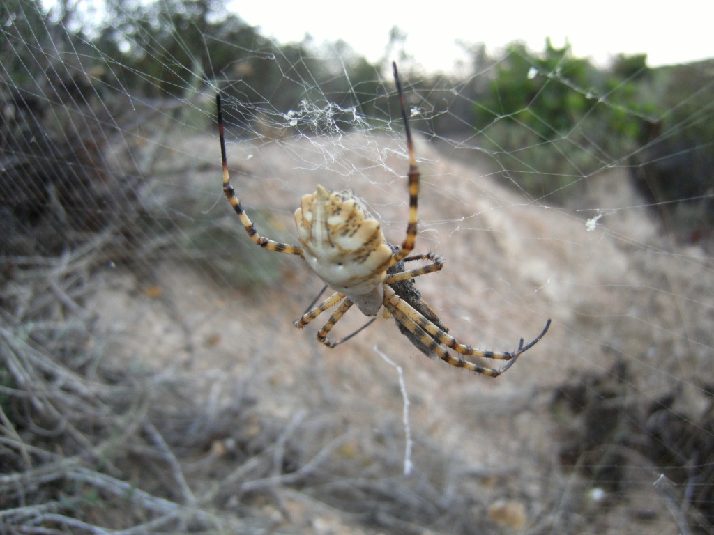 Argiope bruennichi